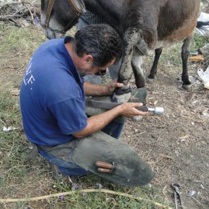 PAROS Giannis trimming feet. notice the severly fly bitten leg (Large)